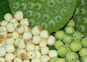 9 BÀI THUỐC TỪ CÂY SEN CHỮA BỆNH