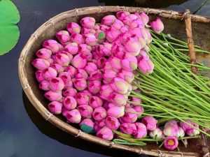 Trà Sen Hào Thành